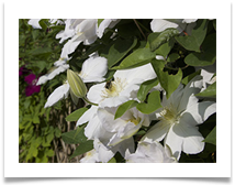 White Clemetis - Helen Kulczycki